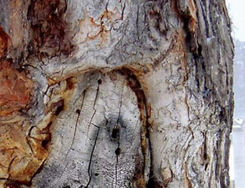 A Woman Among Women: Honest Reviews & Reflections