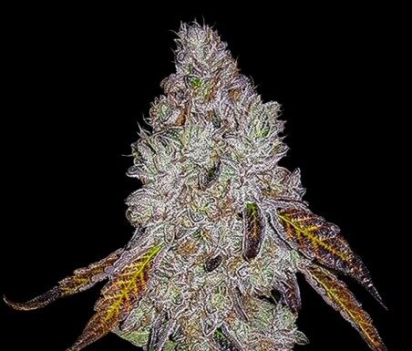 Wedding Cake Feminizada: Tips esenciales para cultivarla