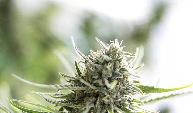 ¿Cómo cultivar CBD Critical Mass feminizada? Producción XXL y efecto suave