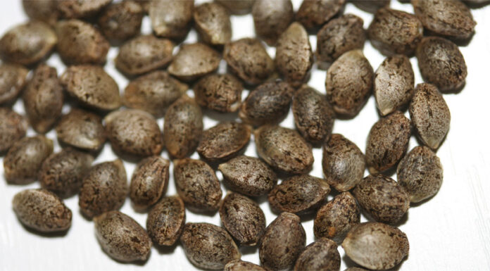 Cómo sembrar semillas de marihuana feminizadas correctamente