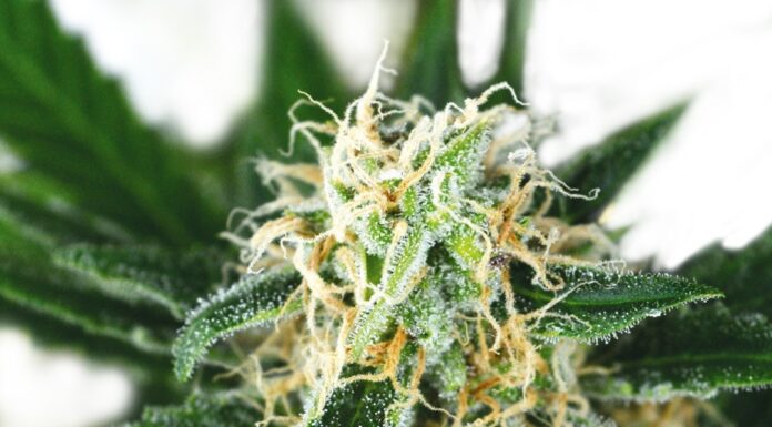 ¿Cómo cultivar Pure Indica feminizada? Relajación total en cada bocanada