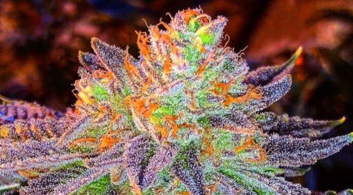 Zkittlez Feminizada: Consejos expertos para un cultivo dulce