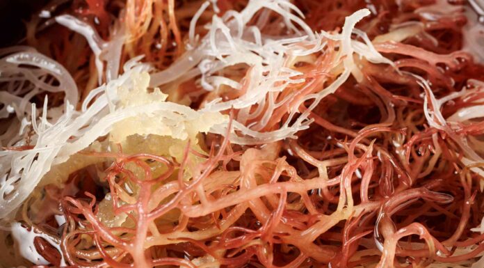 Can Pregnant Women Eat Sea Moss? Trending Superfood or Risky?