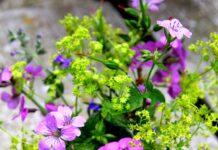 50 Baby Names Inspired by Flowers That Bloom with Elegance