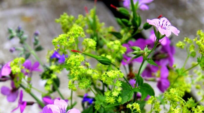 50 Baby Names Inspired by Flowers That Bloom with Elegance