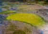 When the Cloud Rains Acid: AI’s Toxic Output