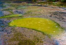 When the Cloud Rains Acid: AI’s Toxic Output