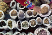 Seed Saving is a Radical Act of Indigenous Feminism