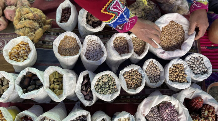 Seed Saving is a Radical Act of Indigenous Feminism