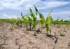 Climate Accountability: The Climate Crisis is a Care Crisis