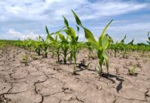Climate Accountability: The Climate Crisis is a Care Crisis