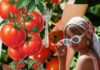 The “Tomato Girl” Summer and the Pressure to Be a Content Aesthetic