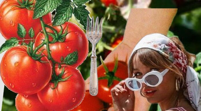 The “Tomato Girl” Summer and the Pressure to Be a Content Aesthetic