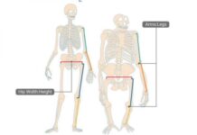 The Evolutionary Psychology Myths About Waist-to-Hip Ratios Debunked