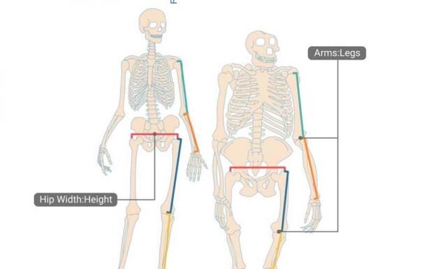 The Evolutionary Psychology Myths About Waist-to-Hip Ratios Debunked