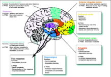 The Neurobiology of Trauma: Why Victims Can’t Remember Linearly