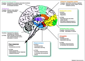 The Neurobiology of Trauma: Why Victims Can’t Remember Linearly
