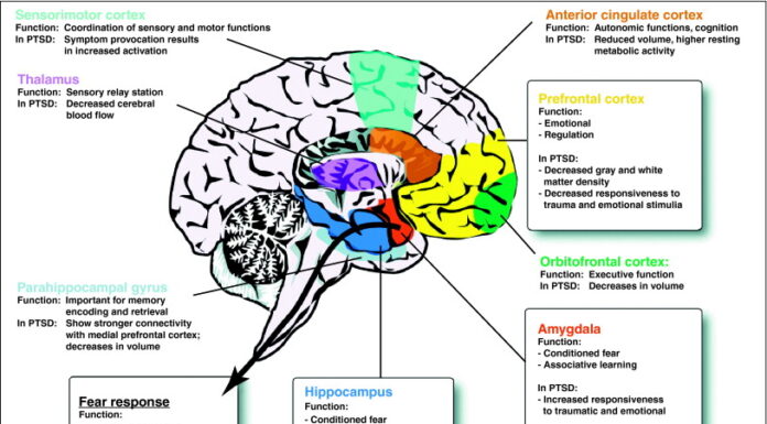 The Neurobiology of Trauma: Why Victims Can’t Remember Linearly